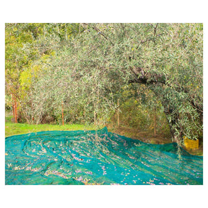 Trade Shop - Set 3pz Rete Per Raccolta Olive Frutta Piantagioni Resistente Durevole 3x10mt Verde 222271 -