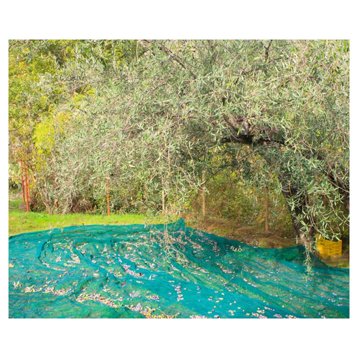 Trade Shop - Set 3pz Rete Per Raccolta Olive Frutta Piantagioni Resistente Durevole 3x10mt Verde 222271 -
