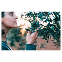 Trade Shop - Set 3pz Rete Per Raccolta Olive Frutta Piantagioni Resistente Durevole 3x6mt Verde 222269 -