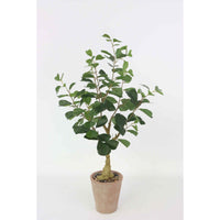 Set di 4 Piante Ficus Sintetica Real Touch H80cm Vaso In Terracotta