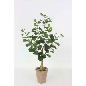 Set di 4 Piante Ficus Sintetica Real Touch H80cm Vaso In Terracotta
