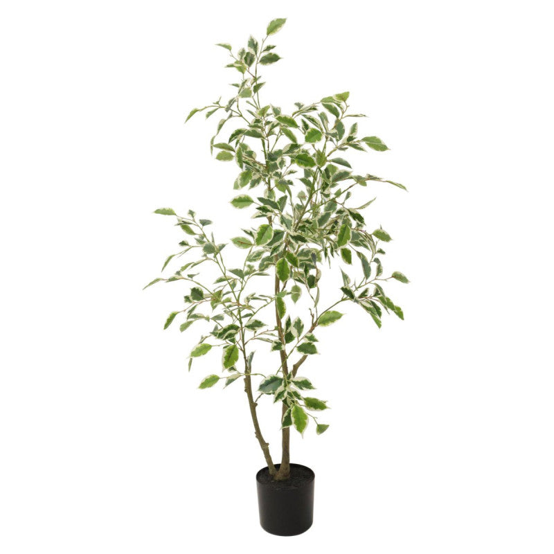 Set di 4 Piante Ficus Sintreal Touch H120cm Verde/bianco In Vaso Plastica