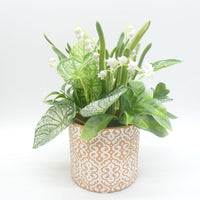 Set di 6 Piantine In Vaso Di Terracotta Assortite 10x9 Cm