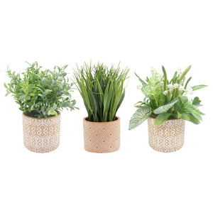 Set di 6 Piantine In Vaso Di Terracotta Assortite 10x9 Cm