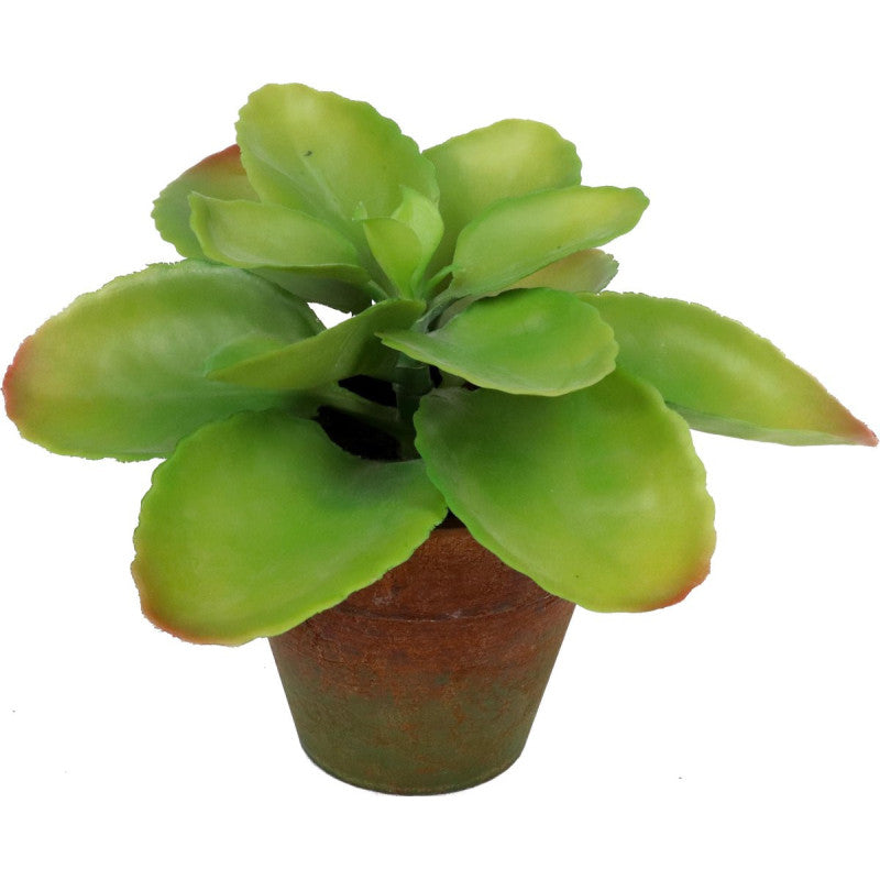 Set di 6 Succulenta In Vaso H 22 Cm