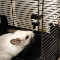 Gabbia per Porcellino d'India con Maniglia, Serbatoio d'Acqua, Rampa e Piatto, 80x48x58cm, Nera