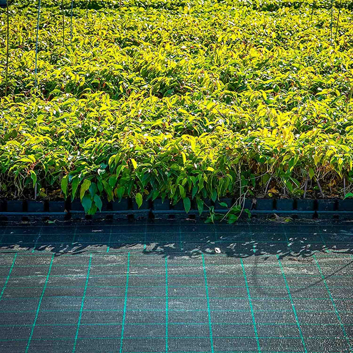 Telo per pacciamatura in polipropilene 100g/mq con rivestimento anti-UV. Telo anti erbacce per protezione orto piante e fiori. M10x1,05