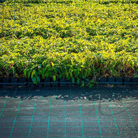 Telo per pacciamatura in polipropilene 100g/mq con rivestimento anti-UV. Telo anti erbacce per protezione orto piante e fiori. M10x2,10