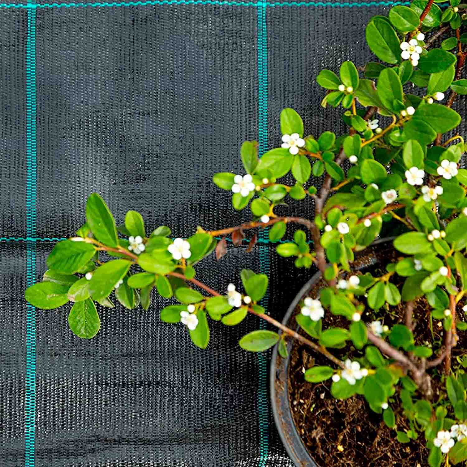 Telo per pacciamatura in polipropilene 100g/mq con rivestimento anti-UV. Telo anti erbacce per protezione orto piante e fiori. M10x160