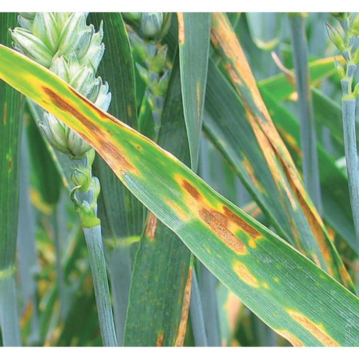 Preparato omeopatico contro le malattie delle piante 750 ml