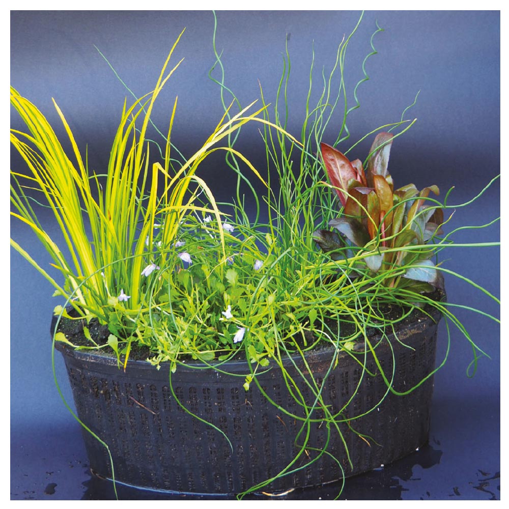 Multipack da 4 piante palustri per laghetto con terriccio e cesto quadrato 20 cm