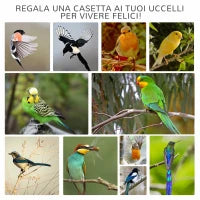 Voliera per Uccelli da Esterno in Legno di Abete, 80.5x57x158.5cm, Grigio Chiaro