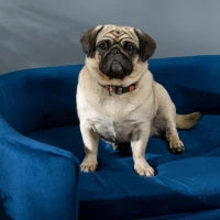 Cuccia per Cani da Interni, Divano per Gatti o Cani di Taglia Piccola Max. 10kg, Blu